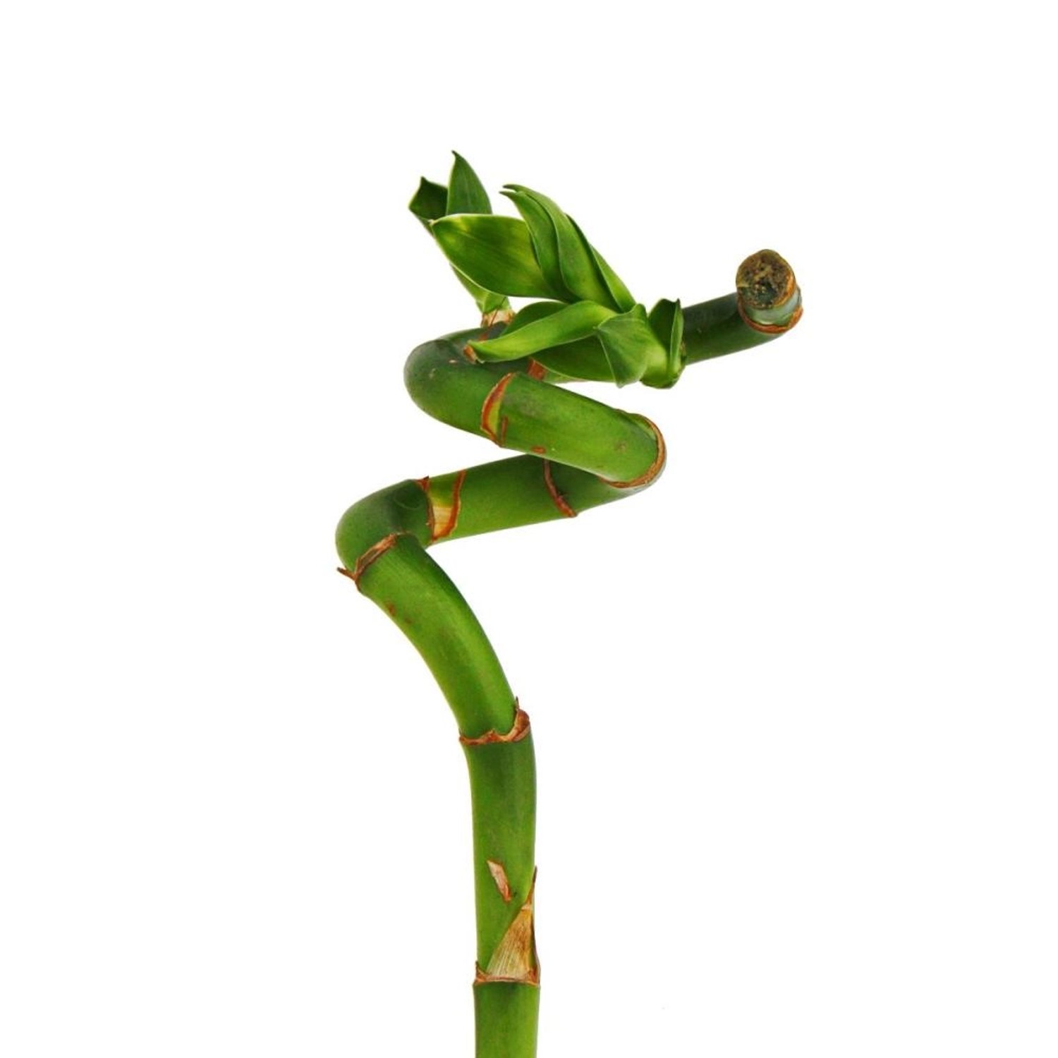 Exotenherz Glücksbambus Lucky Bamboo Spiralförmig im Röhrchen Dracaena