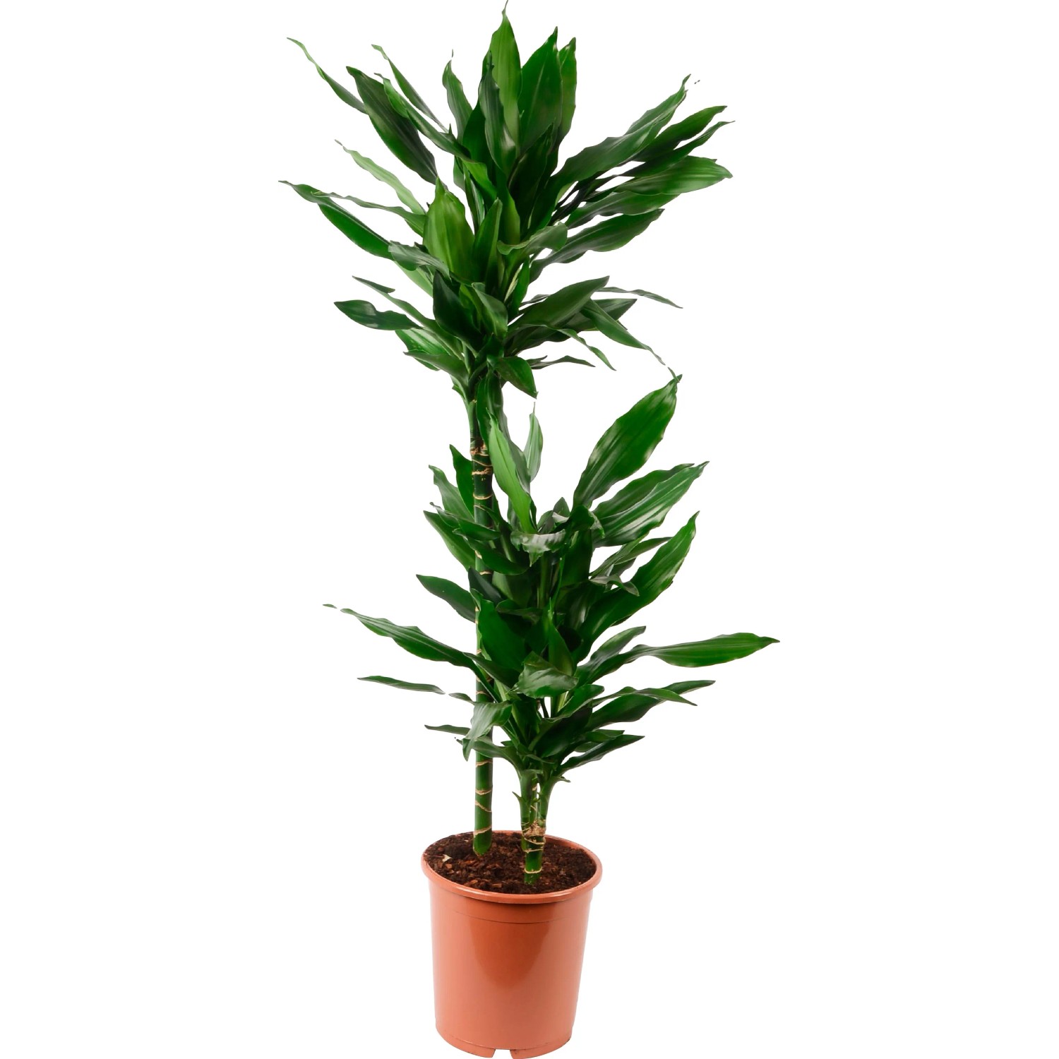dracaena marginata outdoors Dracaena marginata cut-back cane #3