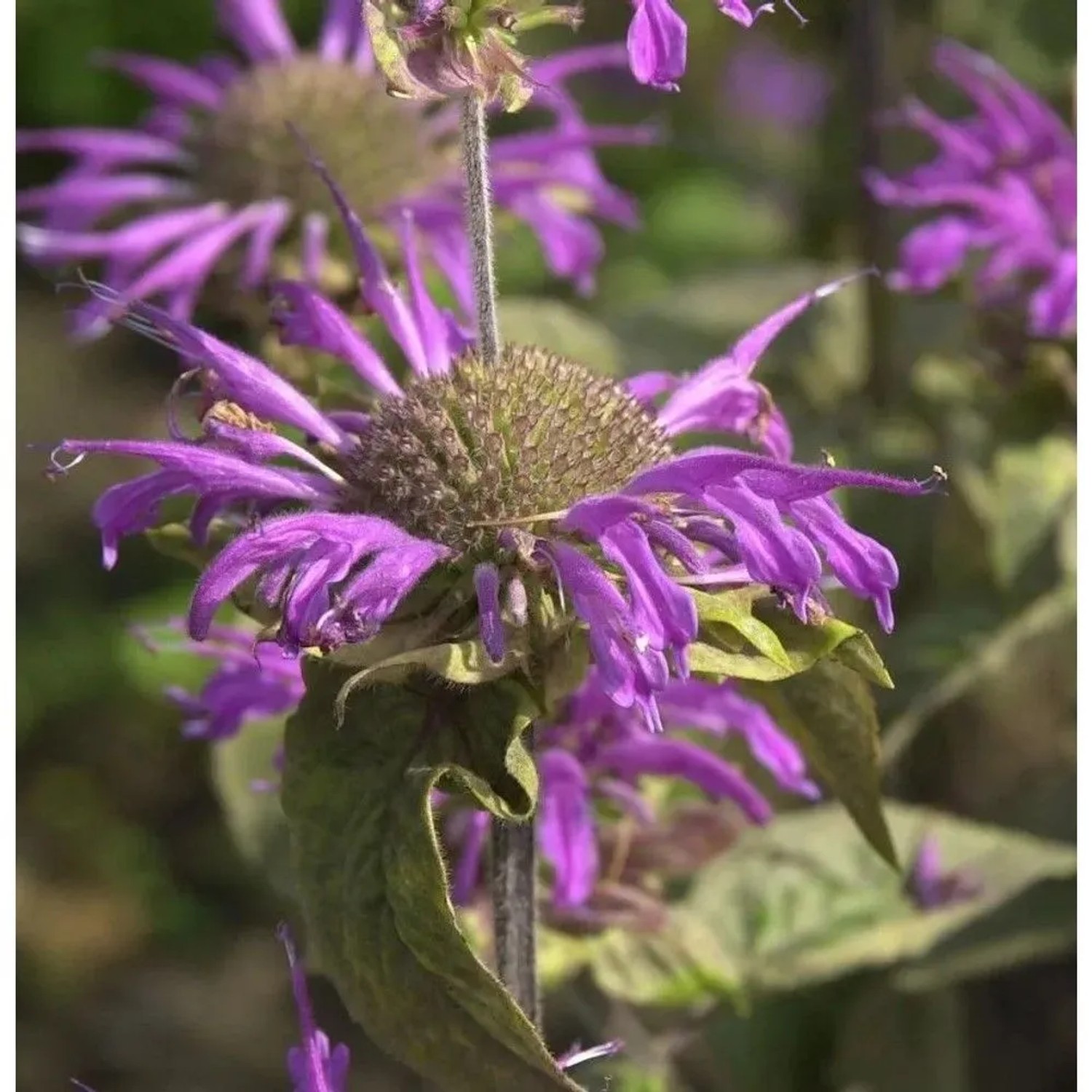 Indianernessel Prärienacht - Monarda fistulosa