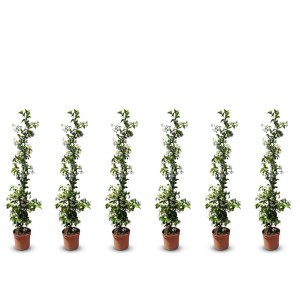 6 Toskanischer Jasmin Pflanzen im Topf, Kletterpflanzen mit weißen Blüten, exotische, winterharte Außenpflanzen.