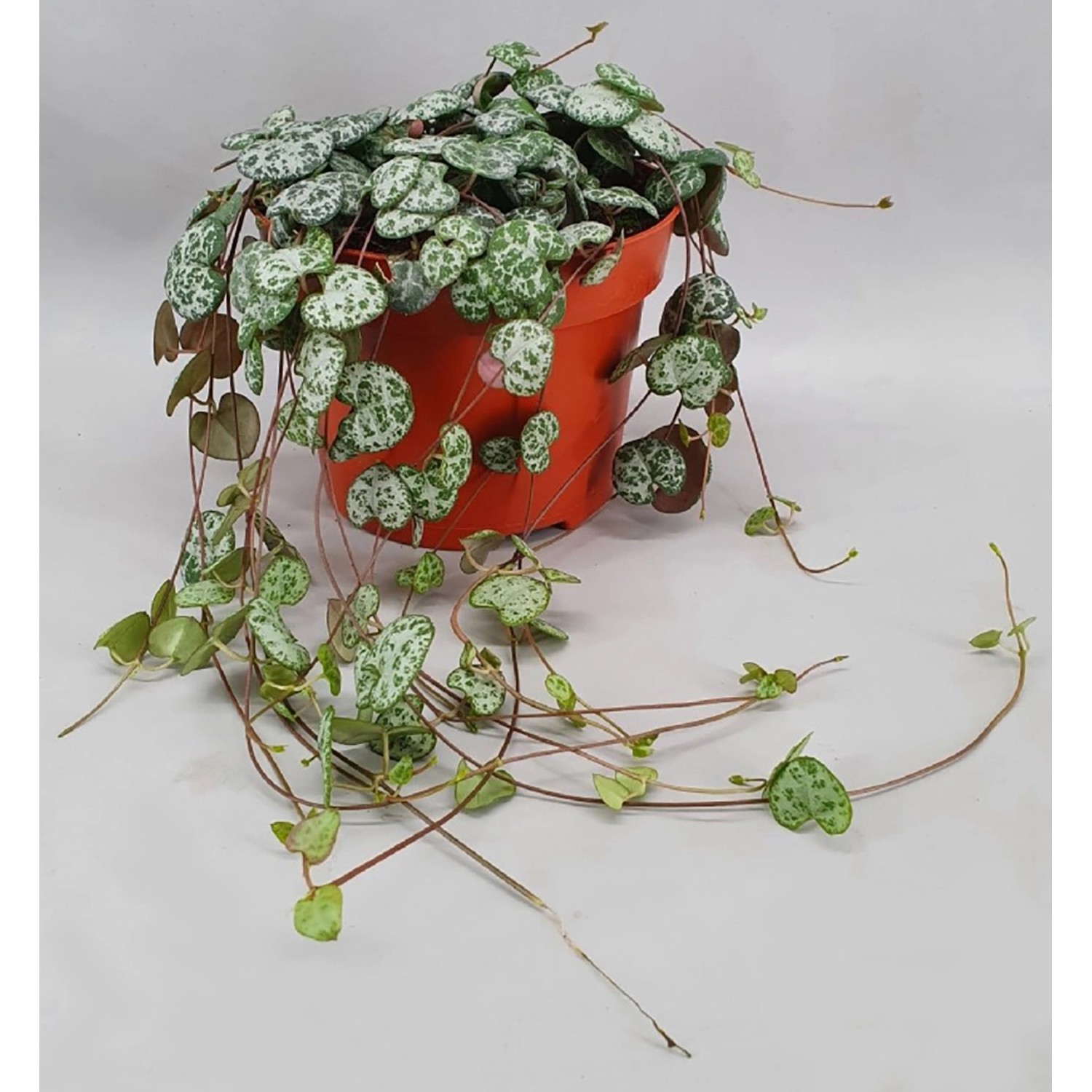 Leuchterblume Höhe ca. 15-20 cm Topf-Ø ca. 12 cm Ceropegia woodii