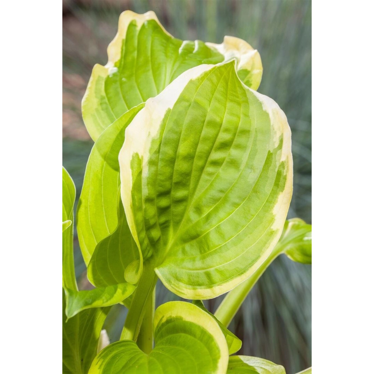 Hosta X Cult. Shade Fanfare Ca. 11x11 cm Topf günstig online kaufen
