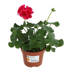 GROW by OBI Geranie Red Splash im Topf, rote Blüte. Stehpflanze für Balkon und Garten.