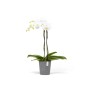 Ecopots Orchideentopf Morinda, grauer Topf mit weißer Orchidee, 14 cm