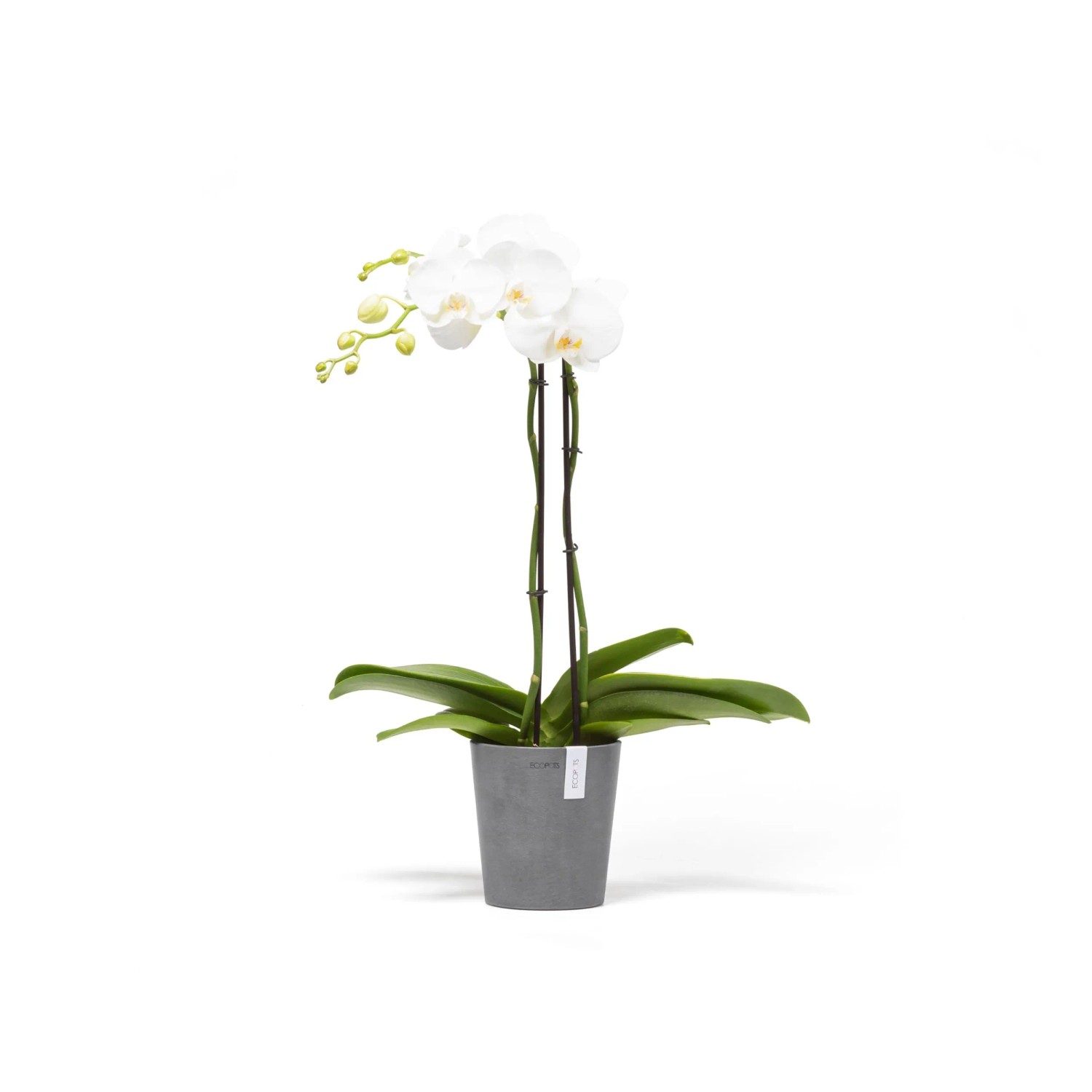 Ecopots Orchideentopf Morinda, grauer Topf mit weißer Orchidee, 14 cm