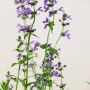 Sibirische Katzenminze (Nepeta Sibirica) im 9x9 cm Topf mit blauen Blüten.