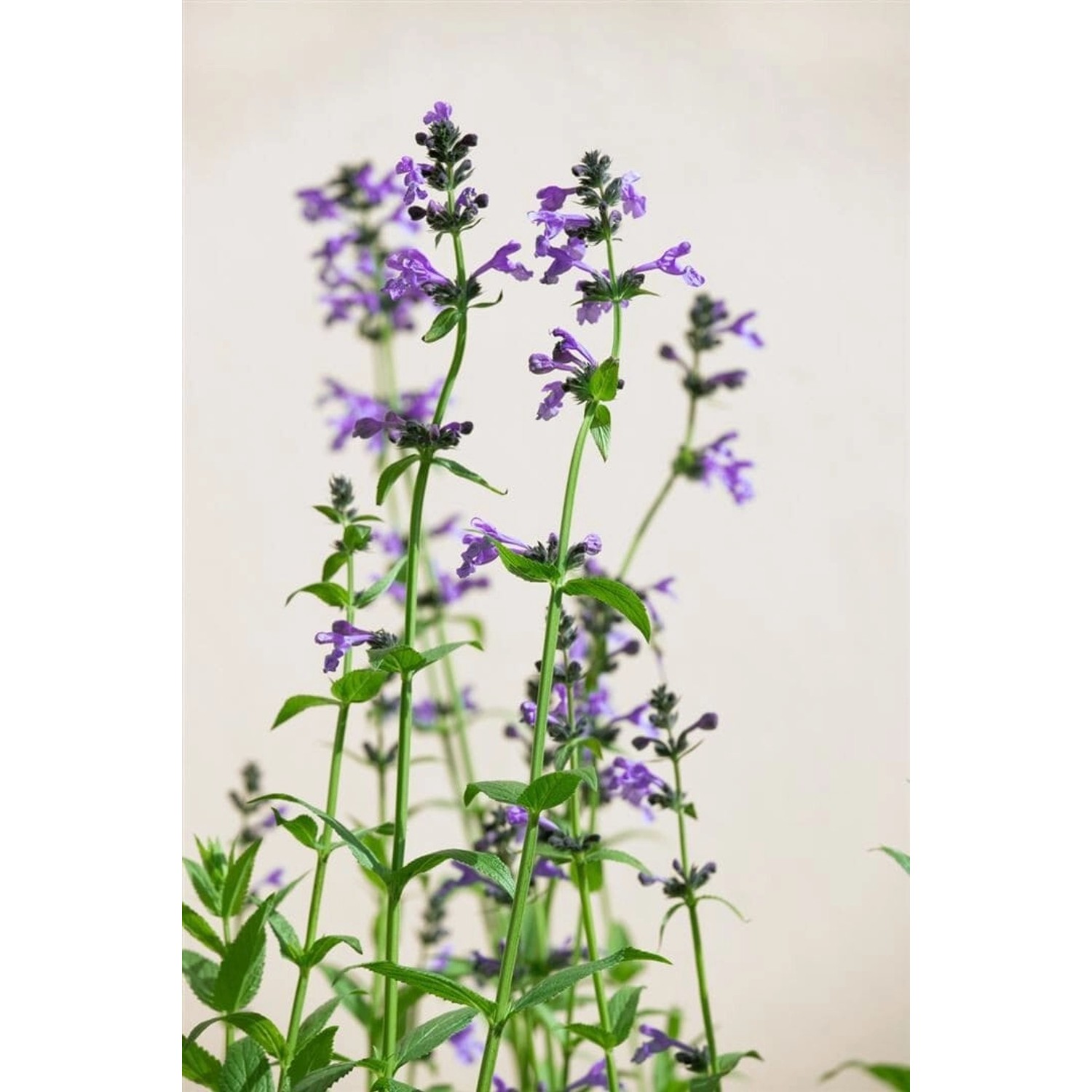 Nepeta Sibirica Sibirische Katzenminze Ca. 9x9 cm Topf günstig online kaufen