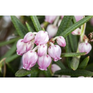 Nahaufnahme der zarten, rosa Blüten der Andromeda Polifolia Rosmarinheide.