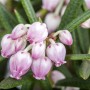 Nahaufnahme der zarten, rosa Blüten der Andromeda Polifolia Rosmarinheide.