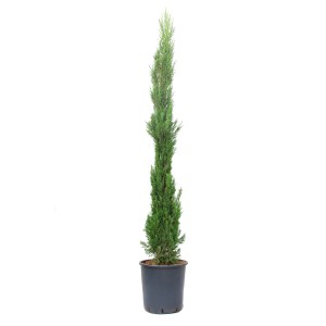 Schlanke, grüne Toskana-Zypresse (Cupressus sempervirens) im Topf, ca. 175/200 cm hoch.
