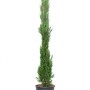 Schlanke, grüne Toskana-Zypresse (Cupressus sempervirens) im Topf, ca. 175/200 cm hoch.