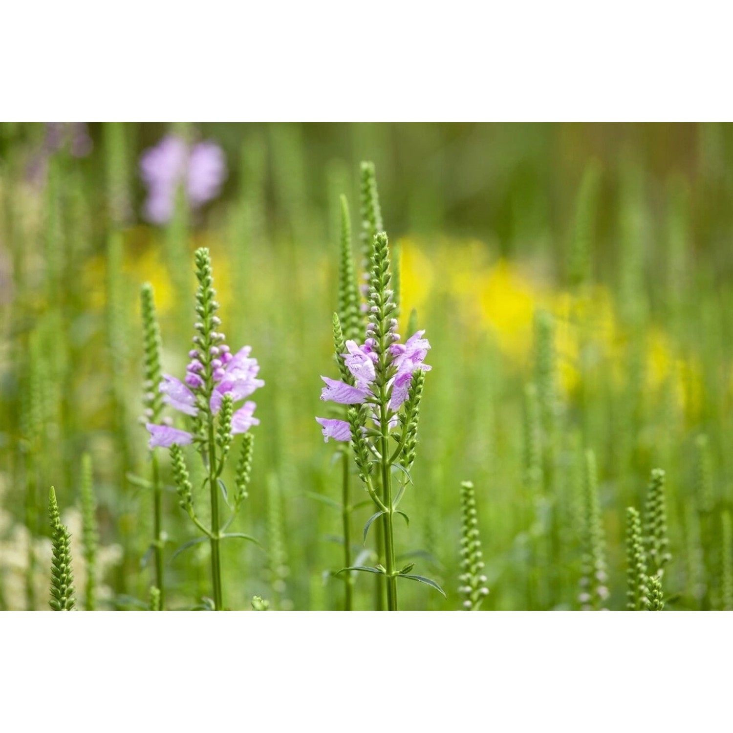 Physostegia Virginiana Bouquet Rose Virginische Gelenkblume Ca. 9x9 cm Topf günstig online kaufen