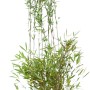 Fontänenbambus (Fargesia nitida) im Topf, ca. 150-175 cm hoch. Ideal als Sichtschutz.