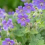 Blühender Kaukasus-Storchschnabel 'Philippe Vapelle' mit violett-blauen Blüten im Topf.