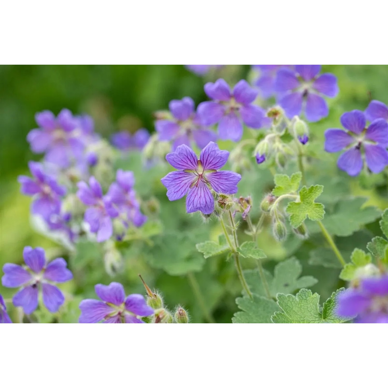 Blühender Kaukasus-Storchschnabel 'Philippe Vapelle' mit violett-blauen Blüten im Topf.