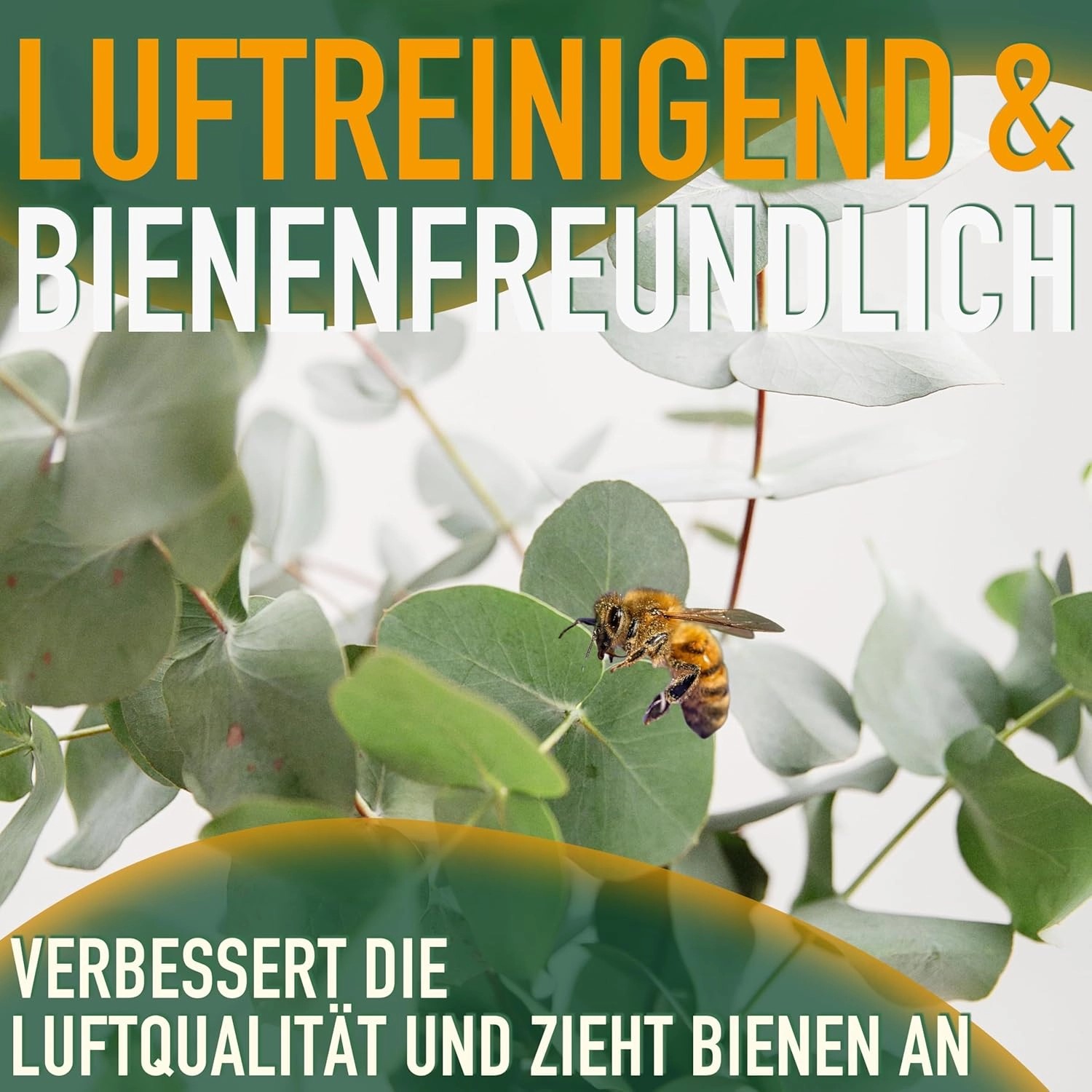 Eucalyptus Gunnii 'Azura' mit Biene. Winterharter Strauch, immergrün und bienenfreundlich.