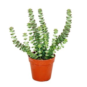 Exotenherz Sukkulente Crassula Hottentot im braunen 8,5cm Topf.