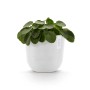 Weißer Ecopots Pflanztopf Oslo, 25 cm, mit grüner Pflanze. Ideal für den Innen- und Außenbereich.