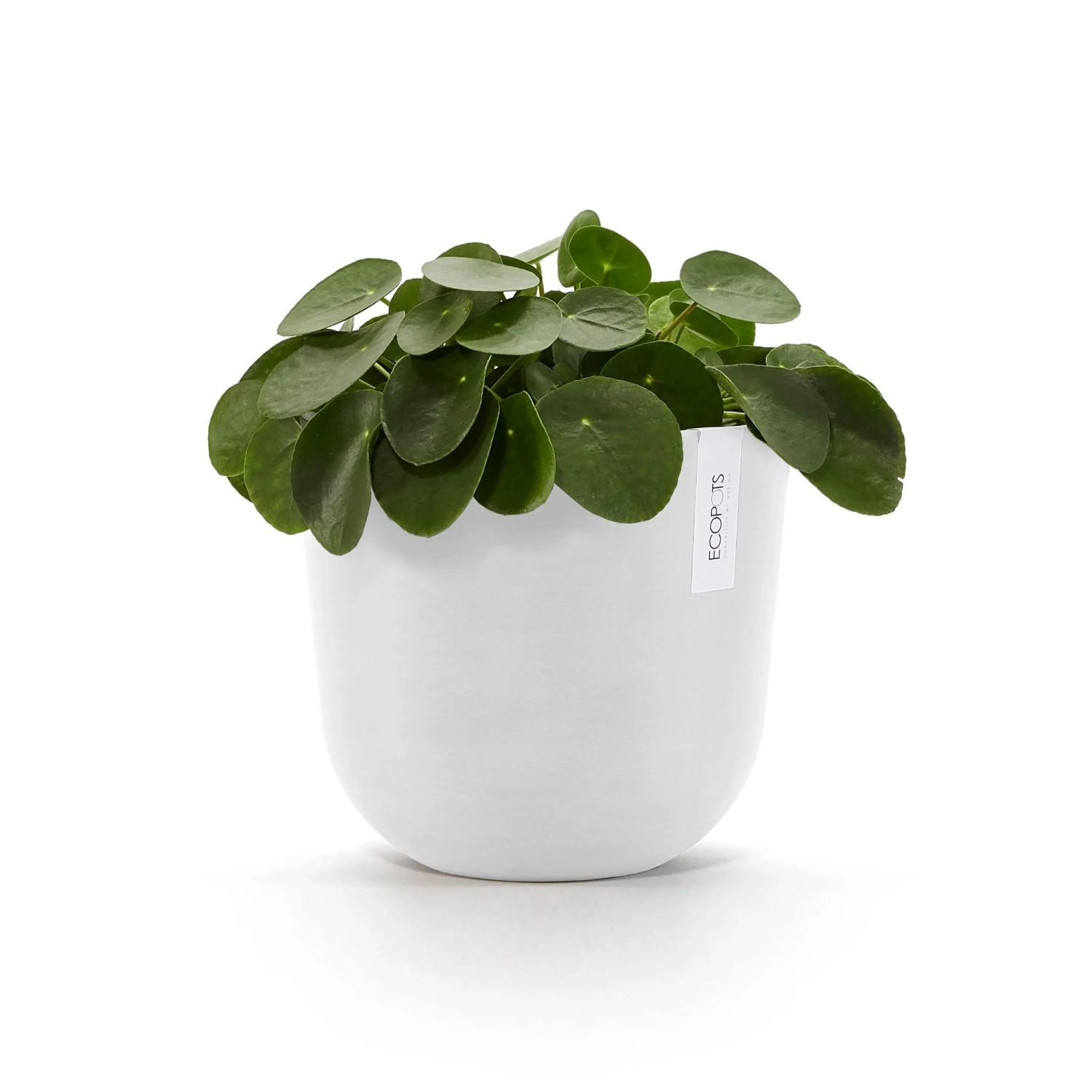Weißer Ecopots Pflanztopf Oslo, 25 cm, mit grüner Pflanze. Ideal für den Innen- und Außenbereich.