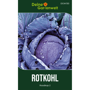 Dunkelroter Rotkohl Roodkop mit Wassertropfen. Gemüsesamen für den Garten. Ertragreiche Sorte.