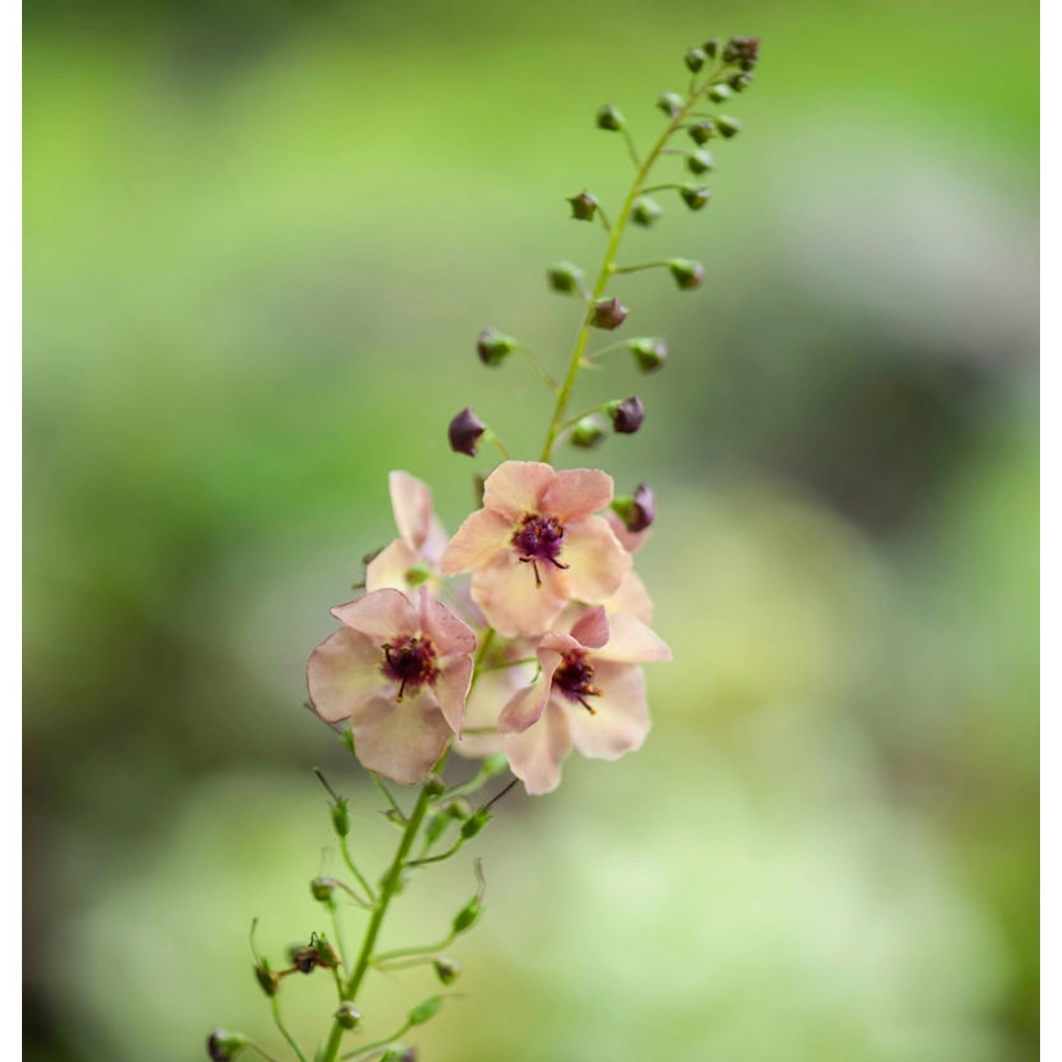 Königskerze Jackie in Pink - Verbascum cultorum günstig online kaufen