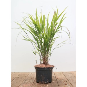 Japanisches Waldgras 'Greenhills' im Topf, grüne Blätter, ca. 40cm hoch.