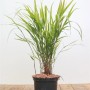 Japanisches Waldgras 'Greenhills' im Topf, grüne Blätter, ca. 40cm hoch.