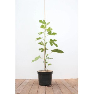 Junge Ficus Carica Feige (100-125cm) im Topf, mit grünen Blättern und Stützstab.