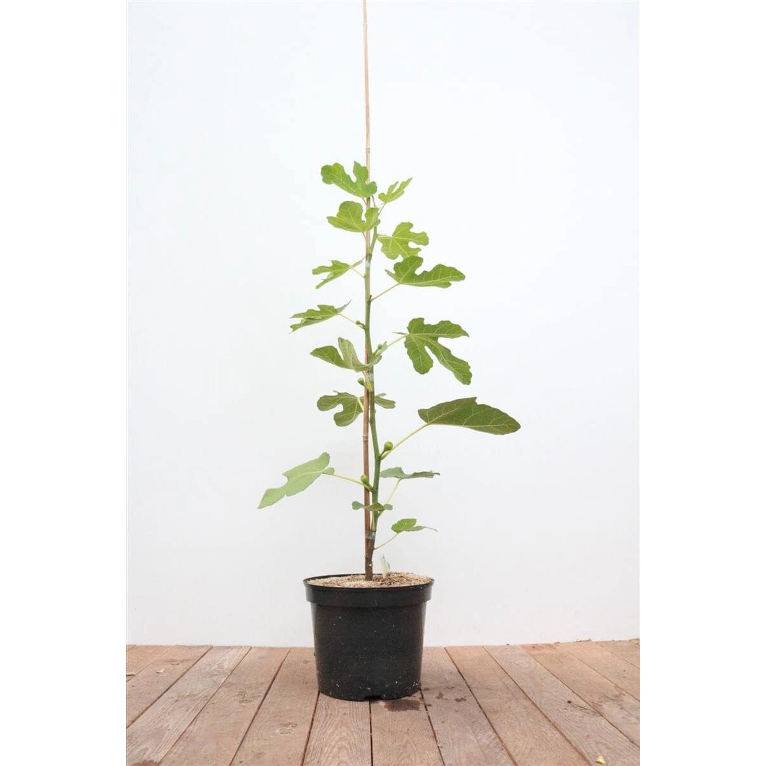 Ficus Carica Feige 100-125 cm günstig online kaufen