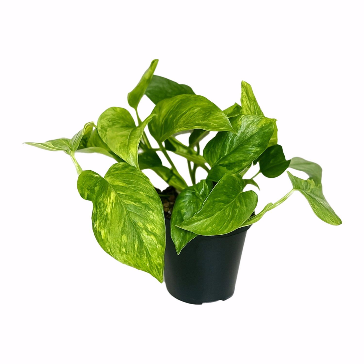 GROW by OBI Efeutute Marble Green Höhe ca. 20 cm Topf-Ø ca. 12 cm Scindapsu günstig online kaufen