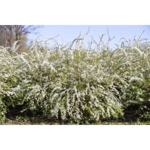 Üppige, weiß blühende Thunbergs Spiere (Spiraea Thunbergii) im Garten.