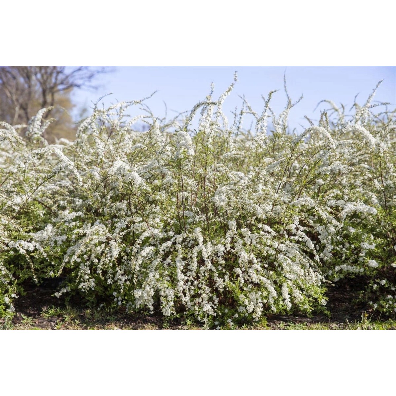 Spiraea Thunbergii Thunbergs Spiere Weiß 10–15 cm günstig online kaufen