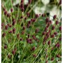 Nahaufnahme des Großen Wiesenknopfs (Sanguisorba officinalis) mit dunkelrot-braunen Blüten.