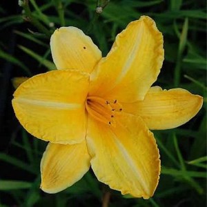 Gelbe Taglilie 'Cartwheels' (Hemerocallis cultorum) Blüte im Detail.