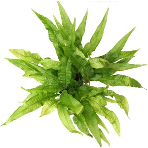 Dennerle Aquariumpflanze Microsorum Pteropus XML, Javafarn mit grünen Blättern.
