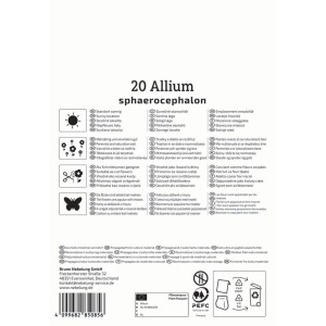 Kiepenkerl Zierlauch Blumenzwiebeln, A. sphaerocephalon, 20 Stück. Dunkelviolette Blüten.