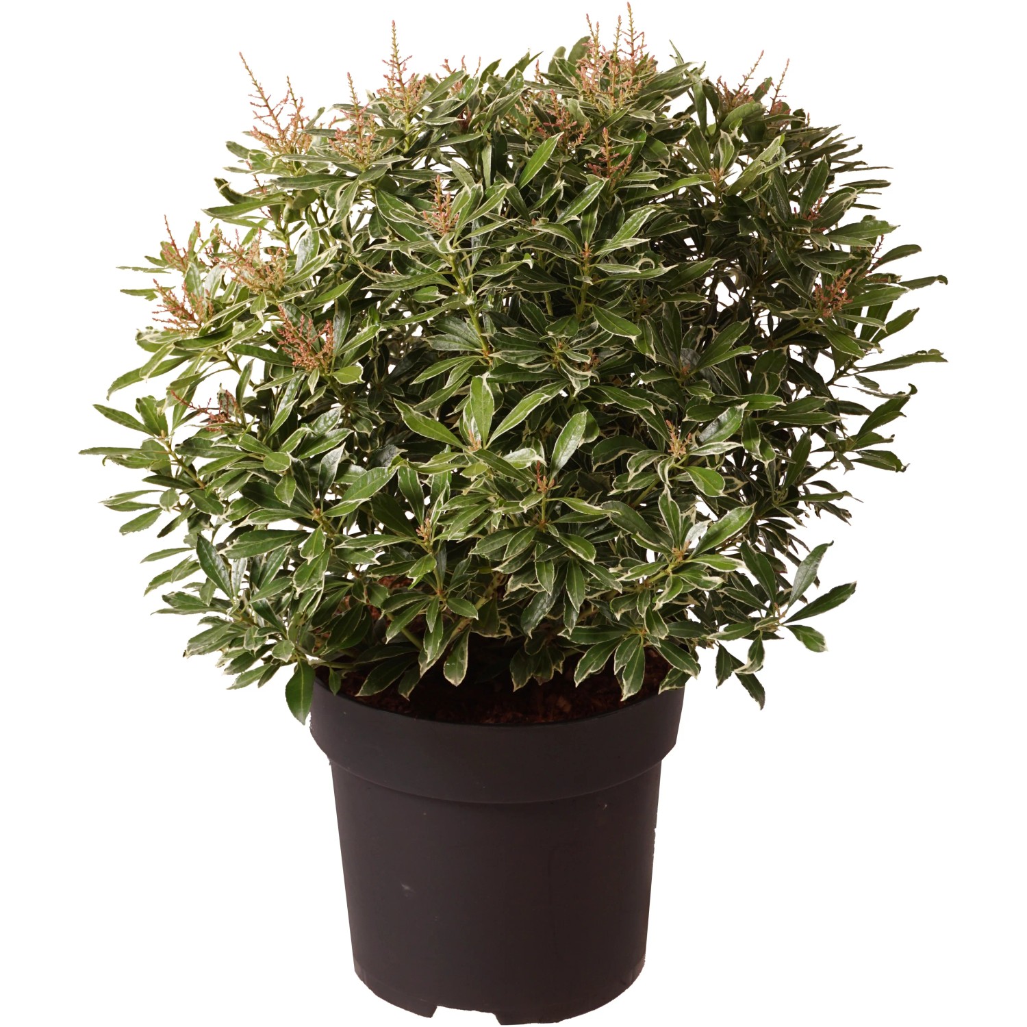 GROW by OBI Japanische Lavendelheide 'Ralto Rose'® Höhe ca. 50cm Topf 6l Pieris