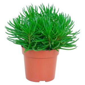 Greiskraut Senecio Himalaya im Topf, grüne Sukkulente für den Innenbereich.