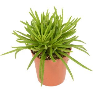 Zwergpfeffer (Peperomia) im Topf, eine pflegeleichte Sukkulente mit dekorativen, länglichen Blättern.