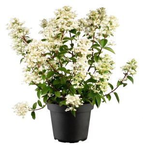 Rispenhortensie 'Wims Red' im Topf, weiße Blüten. Hydrangea Paniculata, 40-60 cm hoch.