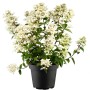 Rispenhortensie 'Wims Red' im Topf, weiße Blüten. Hydrangea Paniculata, 40-60 cm hoch.