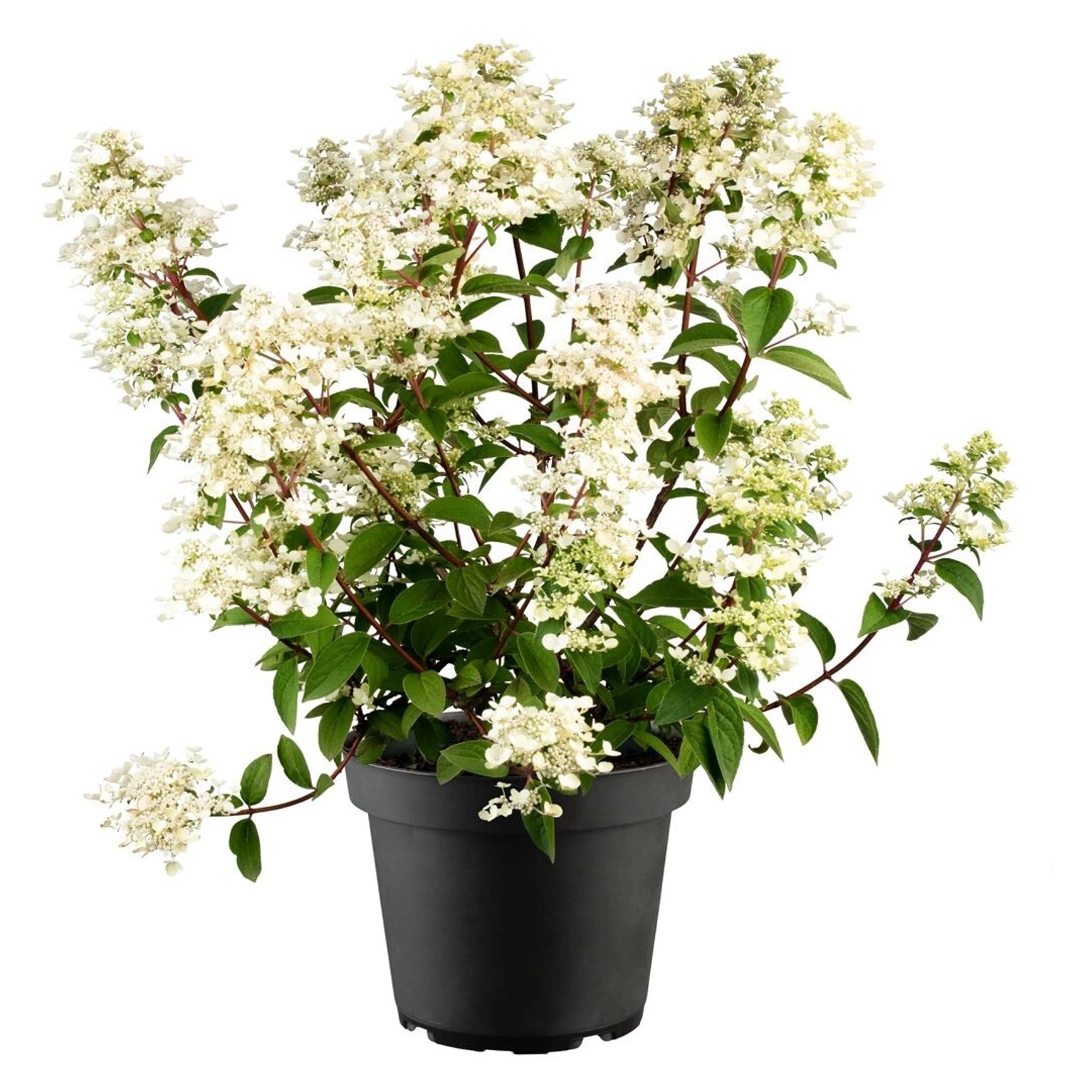 Hydrangea Paniculata Rispenhortensie Wims Red S 40-60 cm günstig online kaufen