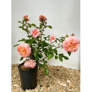 Baumfink Edelrose Augusta Luise im Topf mit apricotfarbenen Blüten.