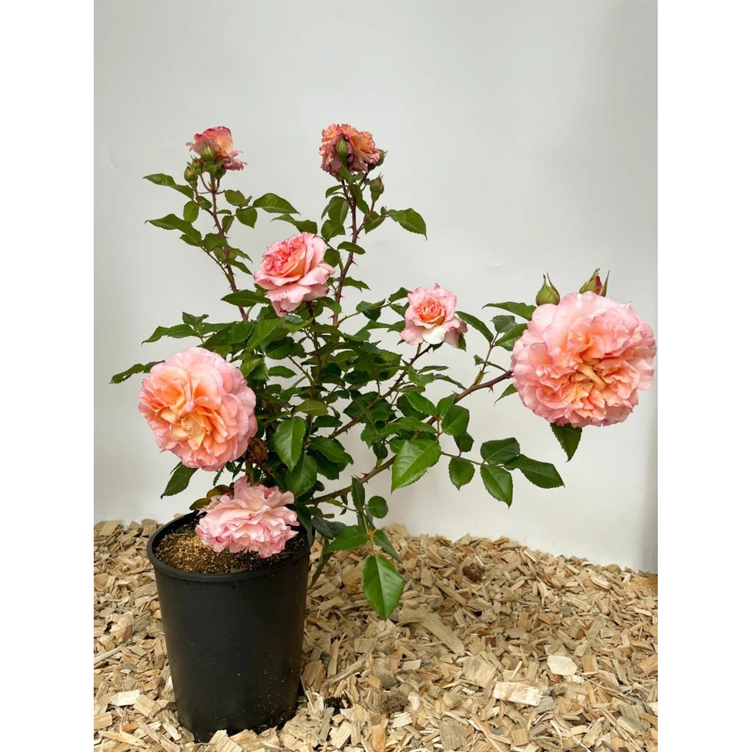 Baumfink Edelrose Augusta Luise im Topf mit apricotfarbenen Blüten.