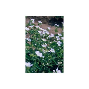 Bodendecker Schnee-Storchschnabel 'Album' mit weißen Blüten im 9cm Topf (12er Set).