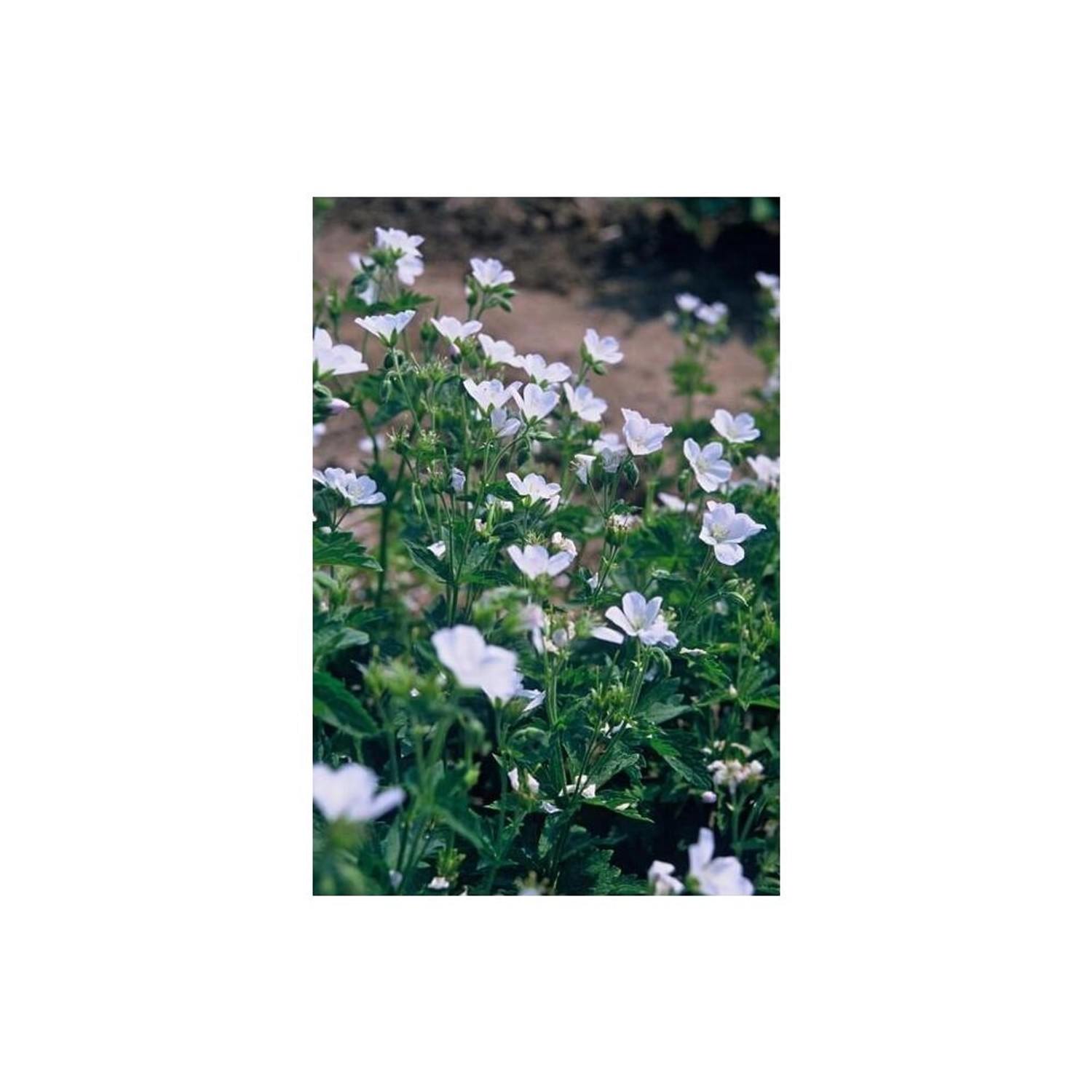 Bodendecker Schnee-Storchschnabel 'Album' mit weißen Blüten im 9cm Topf (12er Set).