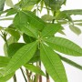 Rasierpinselbaum (Pachira aquatica), ca. 50-55 cm hoch, im Topf. Dekorative Grünpflanze.