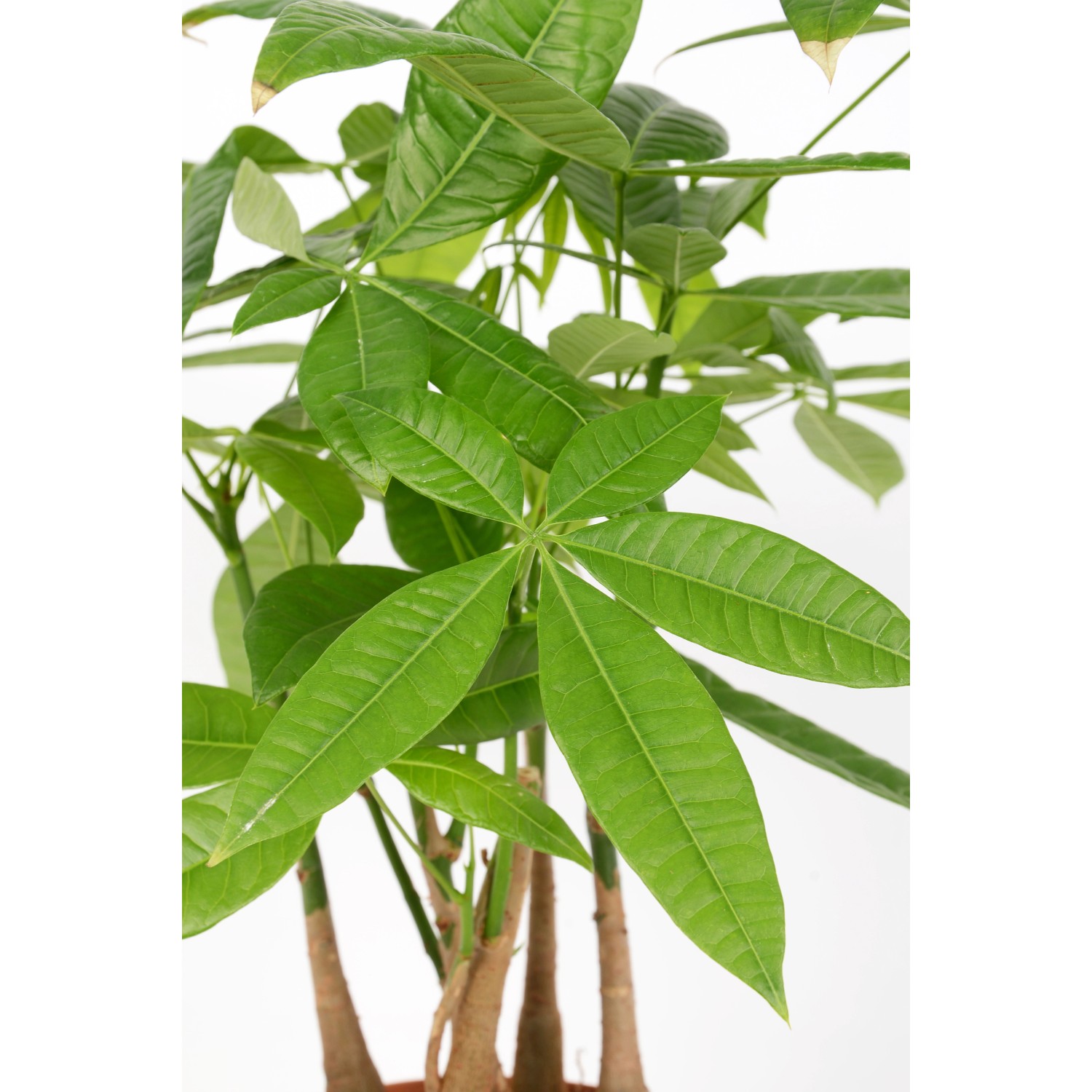 Rasierpinselbaum (Pachira aquatica), ca. 50-55 cm hoch, im Topf. Dekorative Grünpflanze.