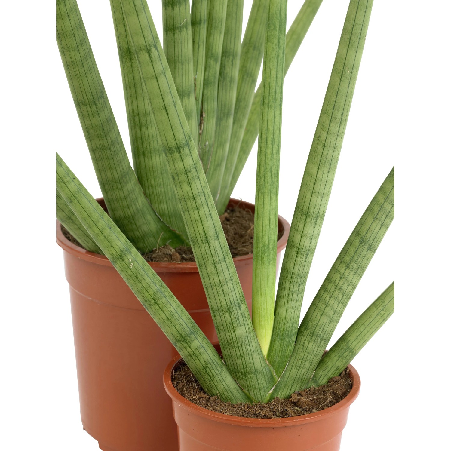Bogenhanf Sansevieria zeylanica fan 12 cm kaufen bei OBI