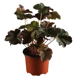 Purpurglöckchen Splendens Rot im Topf, Heuchera mit dunklem Laub.